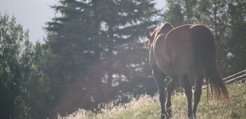 AMICALE DU CHEVAL